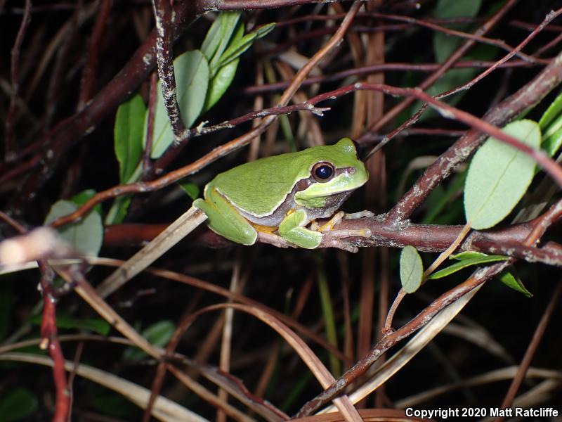 Pine Barrens Treefrog (Hyla andersonii)