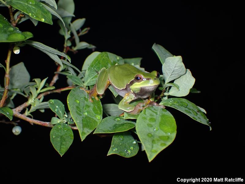 Pine Barrens Treefrog (Hyla andersonii)