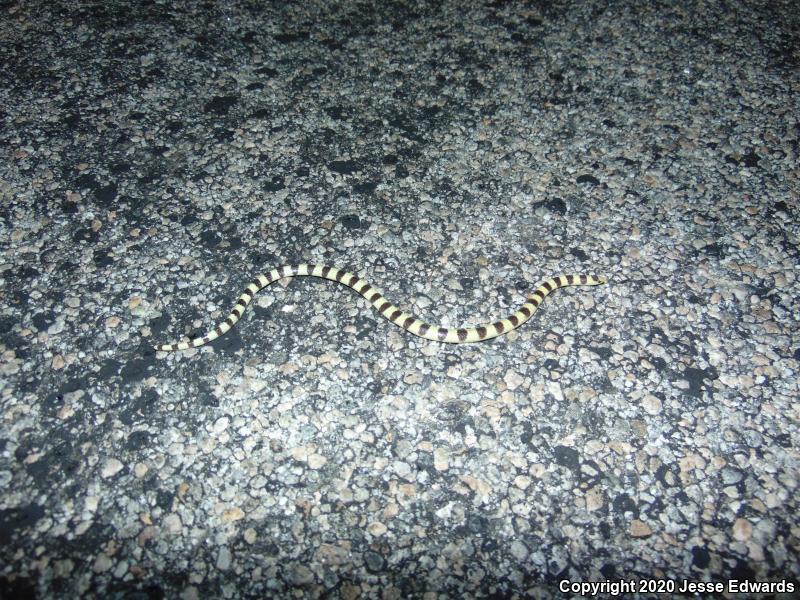 Western Shovel-nosed Snake (Chionactis occipitalis)