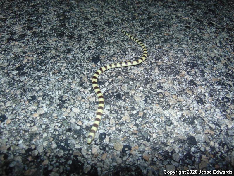 Western Shovel-nosed Snake (Chionactis occipitalis)