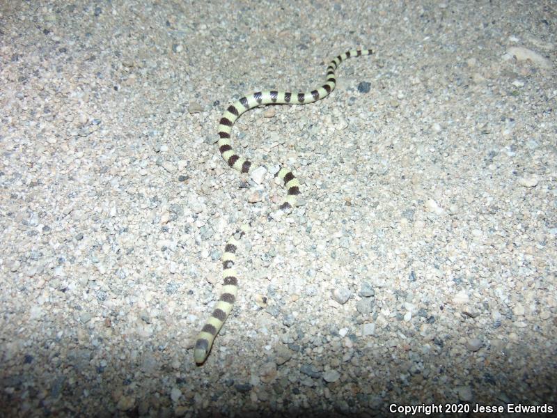 Western Shovel-nosed Snake (Chionactis occipitalis)