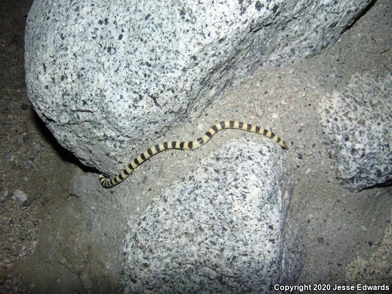 Western Shovel-nosed Snake (Chionactis occipitalis)