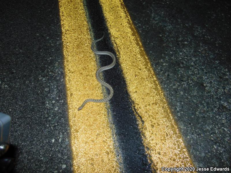 Desert Glossy Snake (Arizona elegans eburnata)