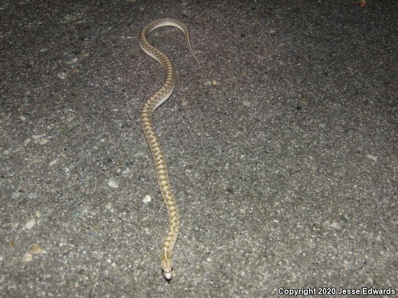 Desert Glossy Snake (Arizona elegans eburnata)