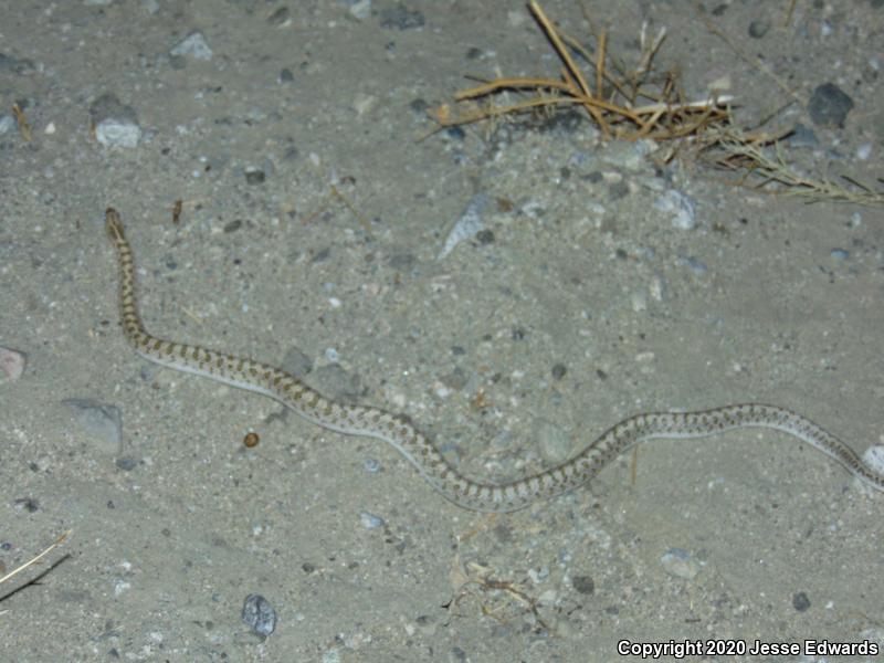 Desert Glossy Snake (Arizona elegans eburnata)