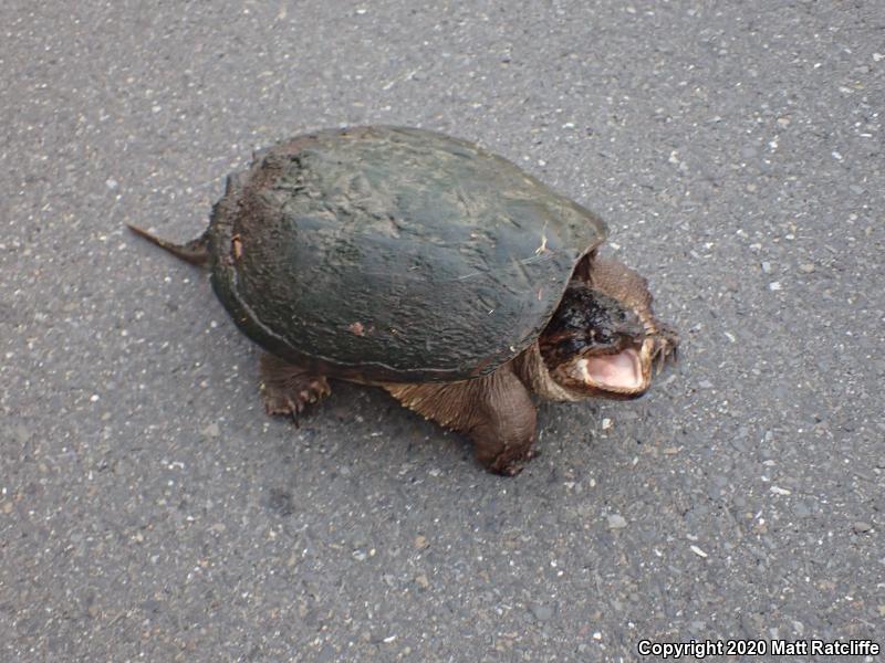 Eastern Snapping Turtle (Chelydra serpentina serpentina)