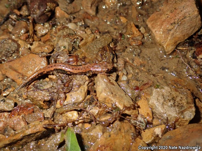 Allegheny Mountain Dusky Salamander (Desmognathus ochrophaeus)