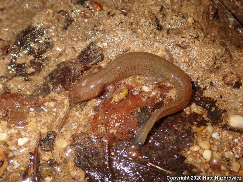 Northern Spring Salamander (Gyrinophilus porphyriticus porphyriticus)