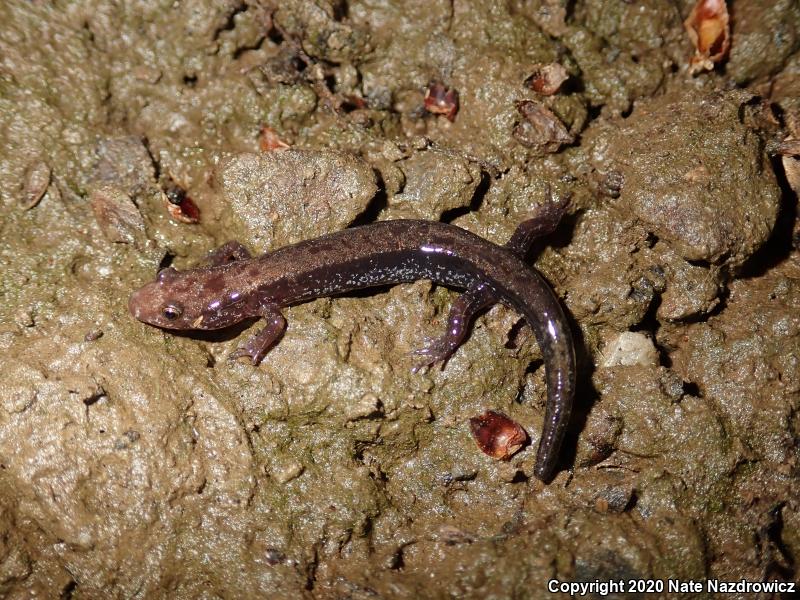 Allegheny Mountain Dusky Salamander (Desmognathus ochrophaeus)