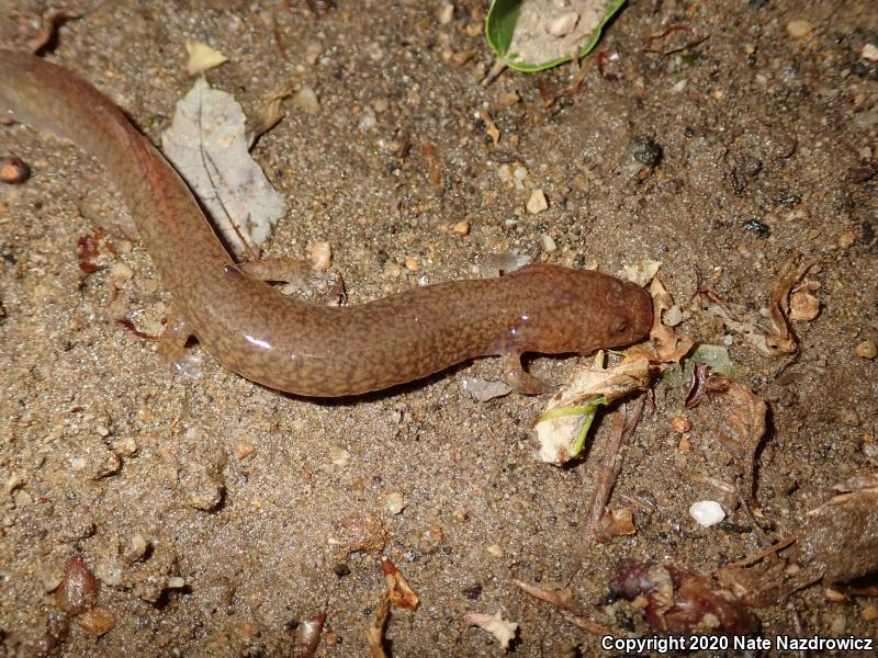 Northern Spring Salamander (Gyrinophilus porphyriticus porphyriticus)