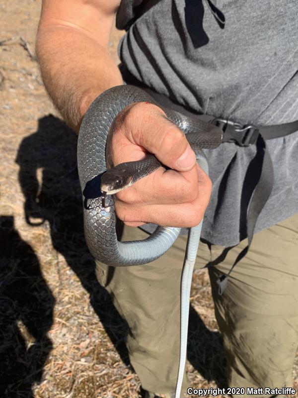 Northern  Black Racer (Coluber constrictor constrictor)