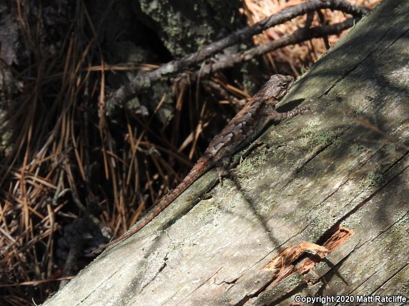 Eastern Fence Lizard (Sceloporus undulatus)