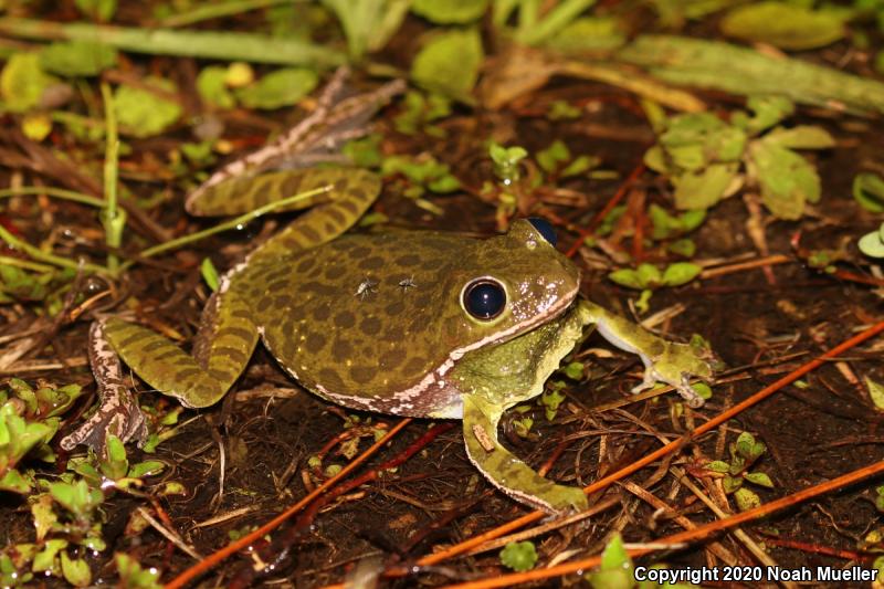 Barking Treefrog (Hyla gratiosa)