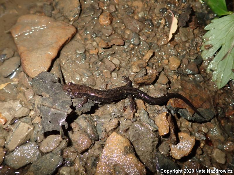 Allegheny Mountain Dusky Salamander (Desmognathus ochrophaeus)