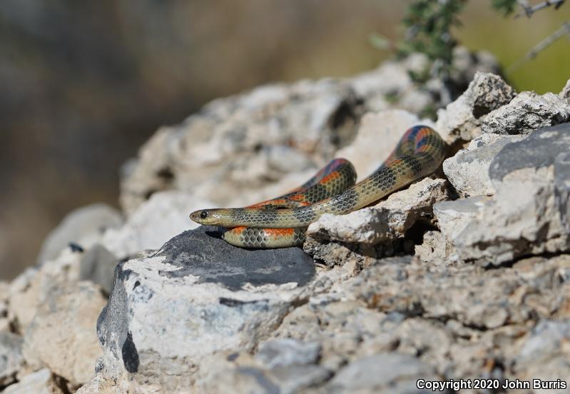 Western Groundsnake (Sonora semiannulata)