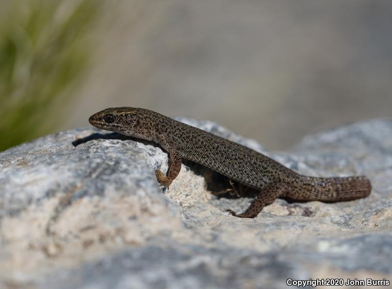 Desert Night Lizard (Xantusia vigilis vigilis)