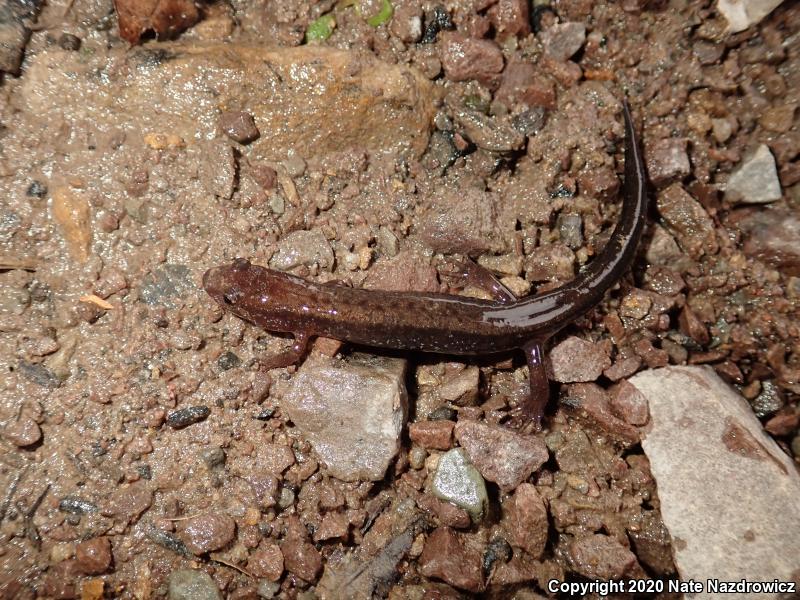 Allegheny Mountain Dusky Salamander (Desmognathus ochrophaeus)