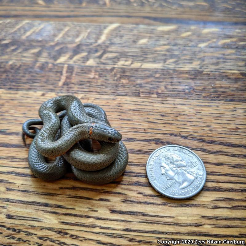 San Bernardino Ring-necked Snake (Diadophis punctatus modestus)