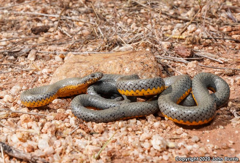 Regal Ring-necked Snake (Diadophis punctatus regalis)