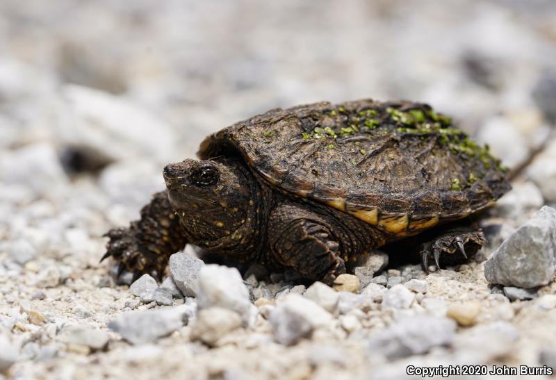 Eastern Snapping Turtle (Chelydra serpentina serpentina)