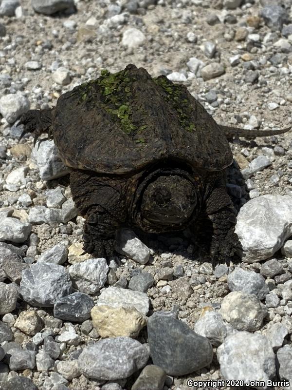 Eastern Snapping Turtle (Chelydra serpentina serpentina)