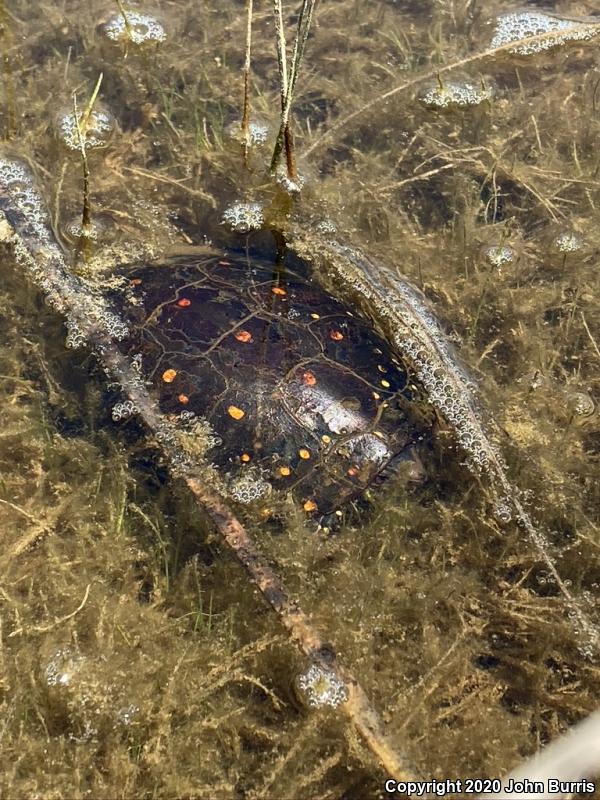 Spotted Turtle (Clemmys guttata)