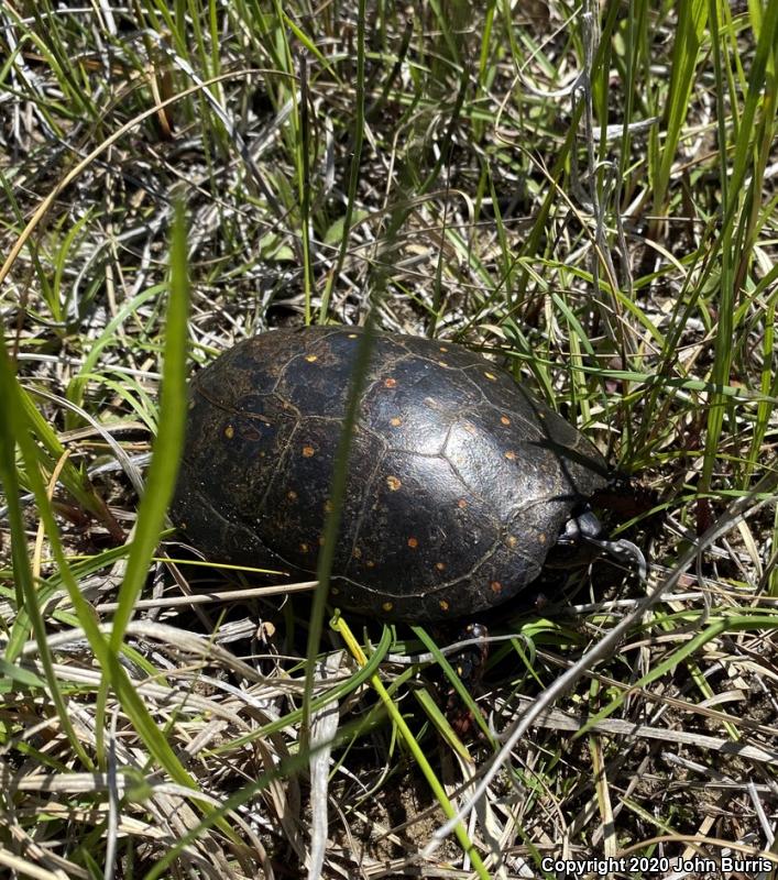 Spotted Turtle (Clemmys guttata)