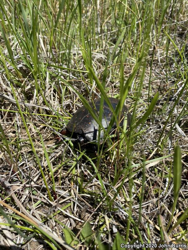 Spotted Turtle (Clemmys guttata)