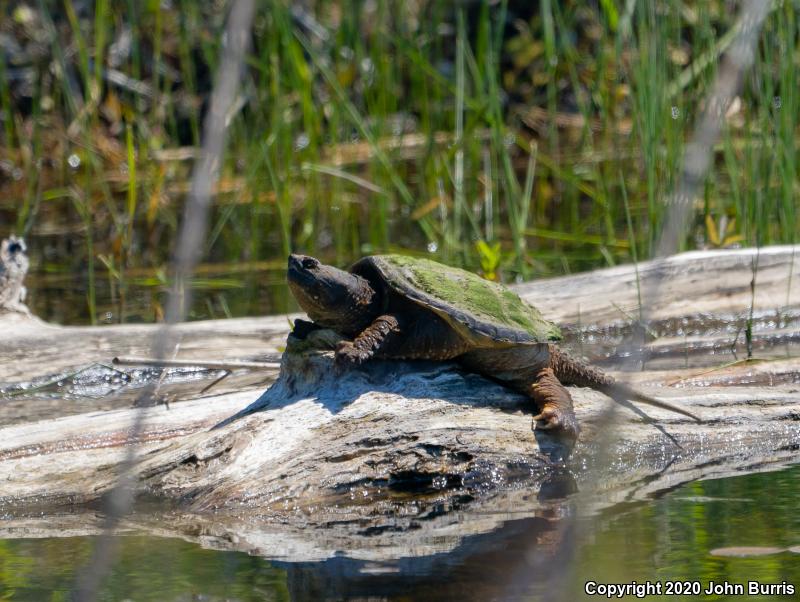 Eastern Snapping Turtle (Chelydra serpentina serpentina)