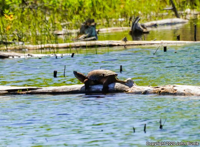 Eastern Snapping Turtle (Chelydra serpentina serpentina)