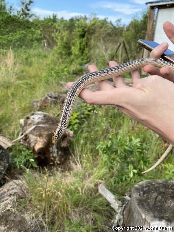 Western Slender Glass Lizard (Ophisaurus attenuatus attenuatus)