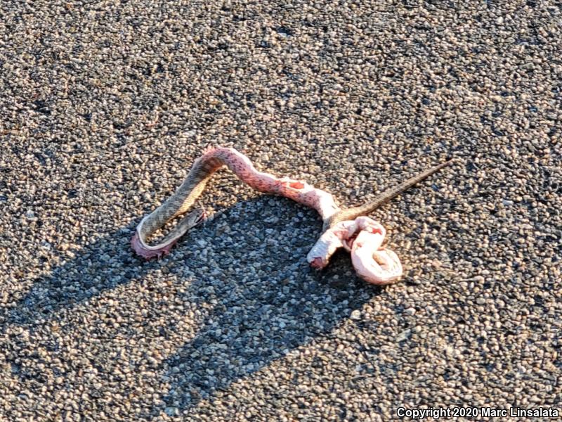 Desert Glossy Snake (Arizona elegans eburnata)