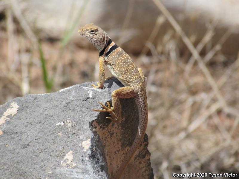 Great Basin Collared Lizard (Crotaphytus bicinctores)