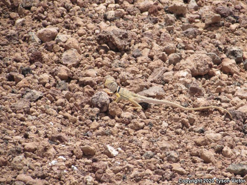 Great Basin Collared Lizard (Crotaphytus bicinctores)