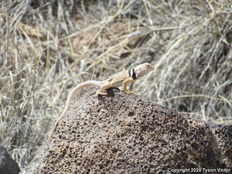 Great Basin Collared Lizard (Crotaphytus bicinctores)