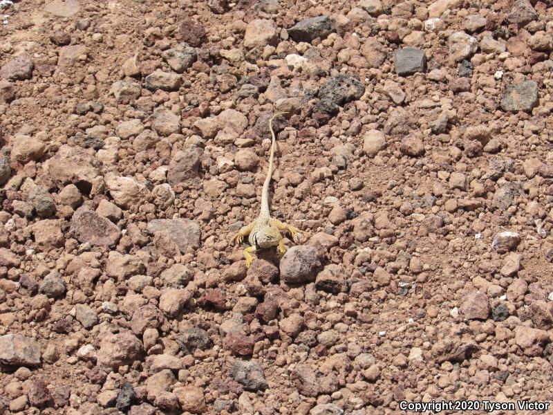 Great Basin Collared Lizard (Crotaphytus bicinctores)