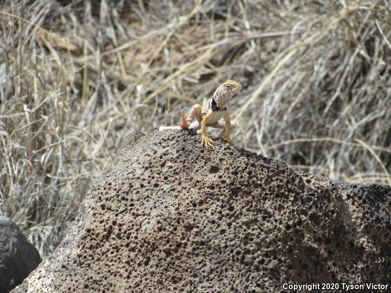 Great Basin Collared Lizard (Crotaphytus bicinctores)