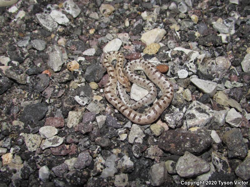 Desert Glossy Snake (Arizona elegans eburnata)