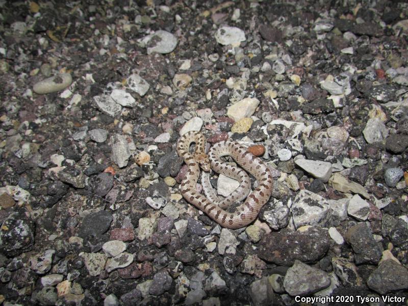 Desert Glossy Snake (Arizona elegans eburnata)