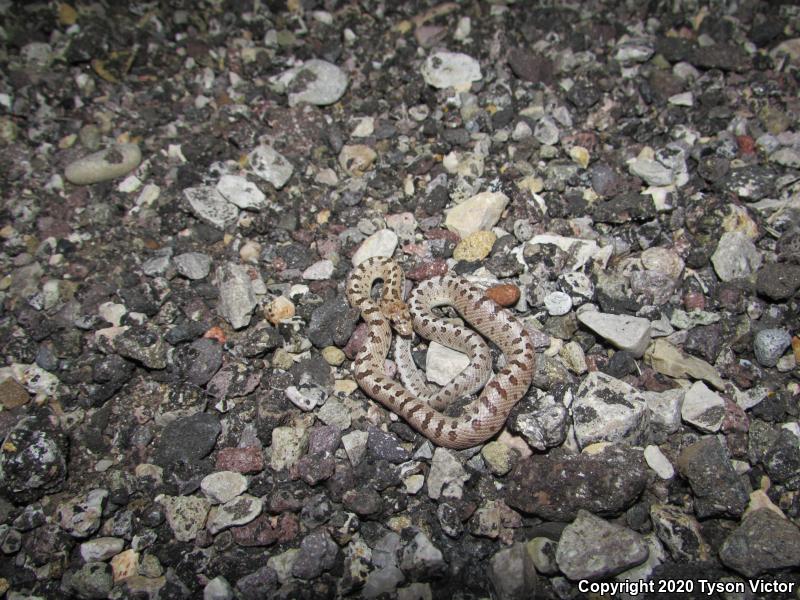 Desert Glossy Snake (Arizona elegans eburnata)