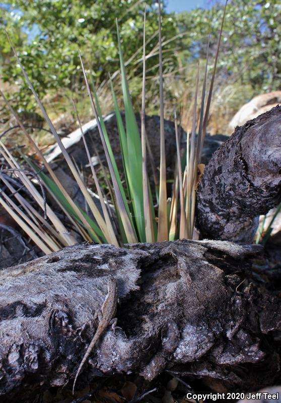 Ornate Tree Lizard (Urosaurus ornatus)