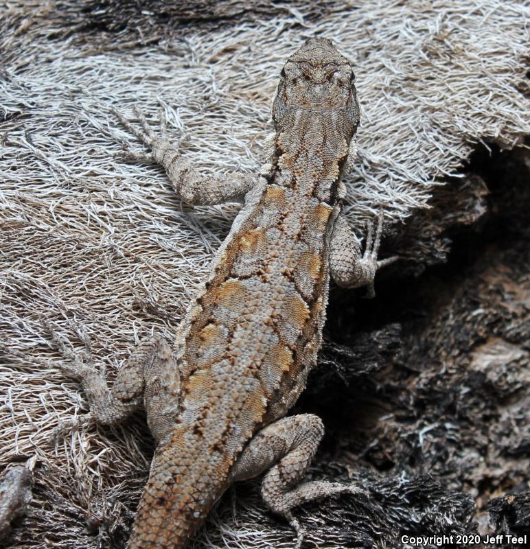 Ornate Tree Lizard (Urosaurus ornatus)