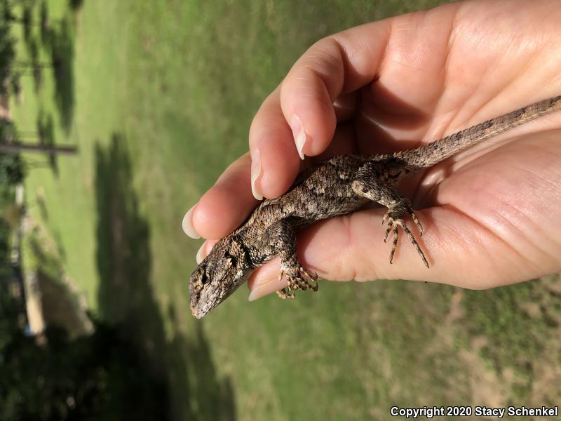 Eastern Fence Lizard (Sceloporus undulatus)