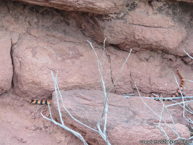 Variable Groundsnake (Sonora semiannulata semiannulata)