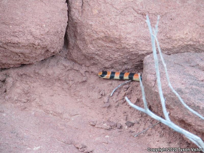 Variable Groundsnake (Sonora semiannulata semiannulata)