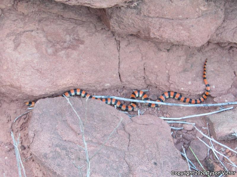 Variable Groundsnake (Sonora semiannulata semiannulata)