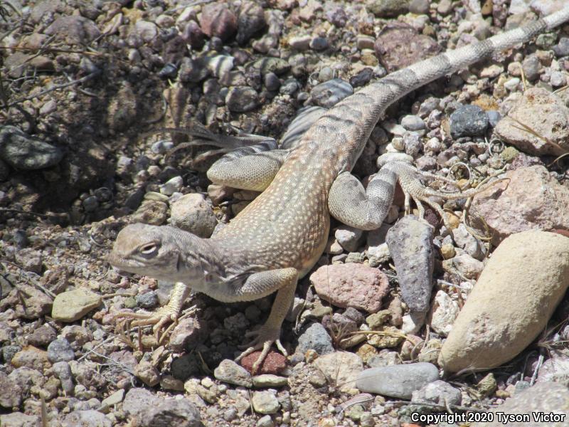 Western Zebra-tailed Lizard (Callisaurus draconoides rhodostictus)