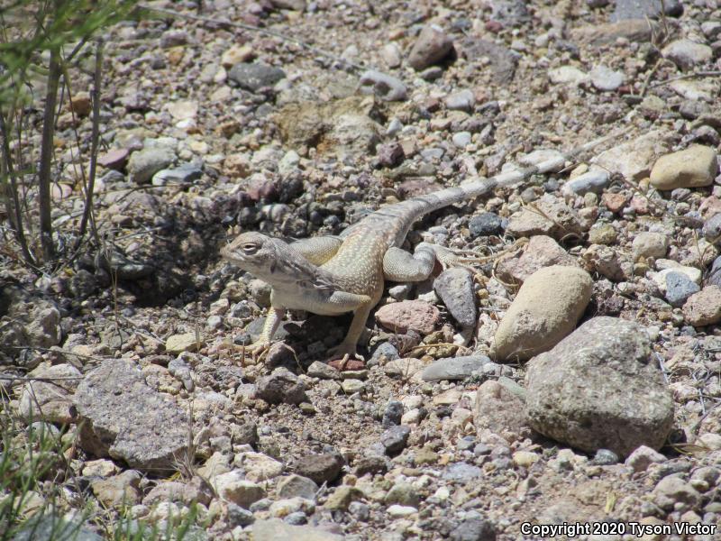 Western Zebra-tailed Lizard (Callisaurus draconoides rhodostictus)