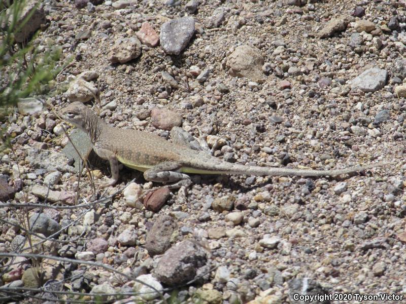 Western Zebra-tailed Lizard (Callisaurus draconoides rhodostictus)