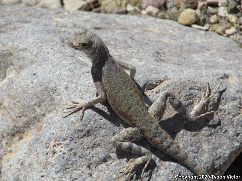 Western Zebra-tailed Lizard (Callisaurus draconoides rhodostictus)